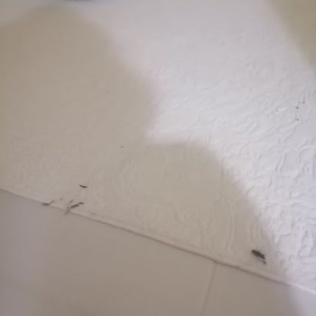 Philips Robot Süpürge Sorunu: Çözüm Bekleyen Müşteri