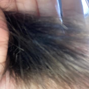My Dyson Airstrait Burned and Split My Hair Despite Low Heat Promise