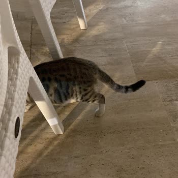 Otel Mi Kedi Yuvası Mı? Kediler Her Yerde!