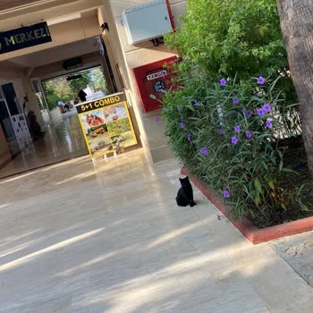 Otel Mi Kedi Yuvası Mı? Kediler Her Yerde!