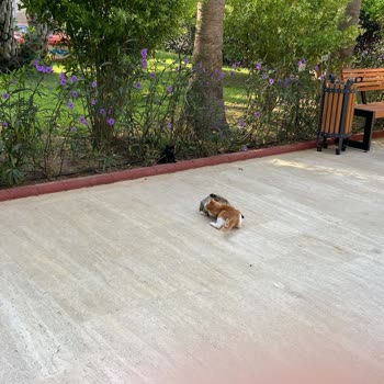 Otel Mi Kedi Yuvası Mı? Kediler Her Yerde!