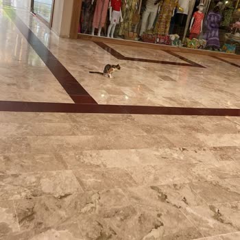 Otel Mi Kedi Yuvası Mı? Kediler Her Yerde!