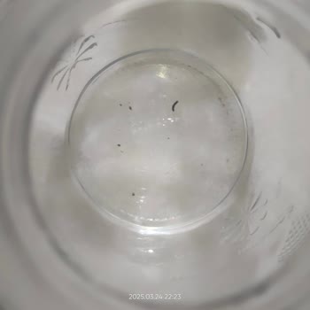 Mavizade Damacana Suyunda Yabancı Cisim Şoku