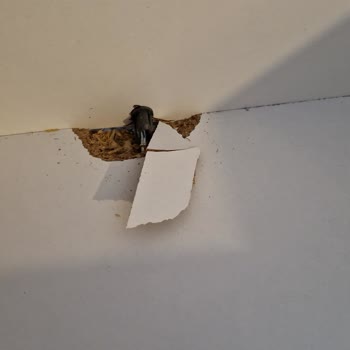 Vivense'den Aldığım Yatak Odası Takımı Hayal Kırıklığı Yaşattı