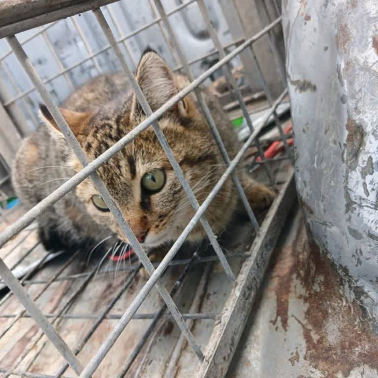 Silifke Belediyesi Hayvan Barınağı Geri Dönüş Yapılmadı!