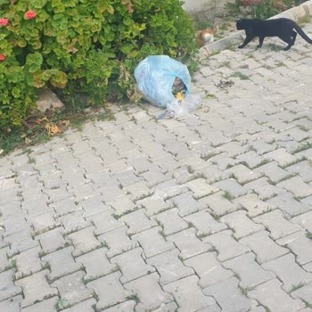Çöp Bidonunun Kaldırılması Mahallede Gerginlik Yaratıyor