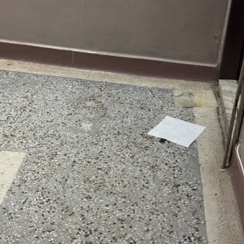 Apartmanda Kedi Sorunu: Koku Ve Güvenlik Endişesi