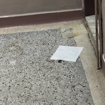 Apartmanda Kedi Sorunu: Koku Ve Güvenlik Endişesi