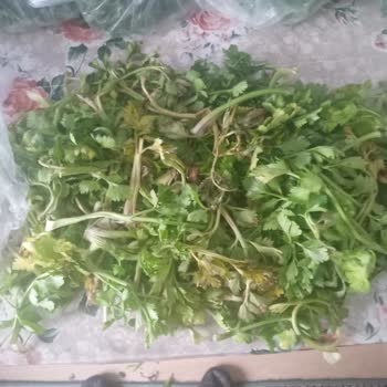 Çürük Kereviz Yaprakları Ve Haksız Ücretlendirme