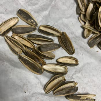 Tadım Çekirdek'te Kalite Düşüşü: İçi Boş Çekirdekler