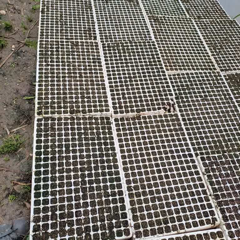 Tohumların Çıkmayan Çilesi