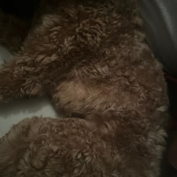 Toy Poodle Tıraşında Hayal Kırıklığı