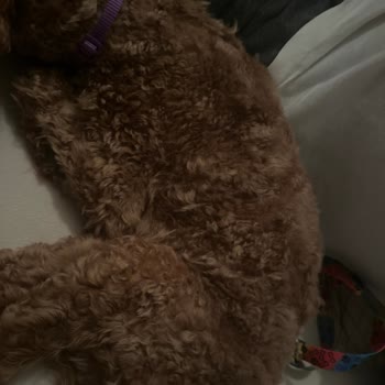 Toy Poodle Tıraşında Hayal Kırıklığı