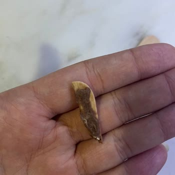 Dondurmada Tahta Parçası Şoku!