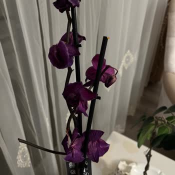 Çiçek Sepeti'nde Hayal Kırıklığı: Solan Orkide