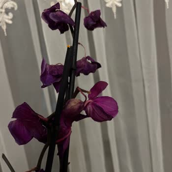 Çiçek Sepeti'nde Hayal Kırıklığı: Solan Orkide