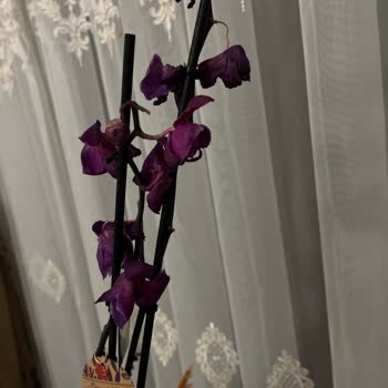 Çiçek Sepeti'nde Hayal Kırıklığı: Solan Orkide