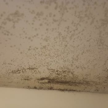 Küf Ve Kötü Koku Sağlığımı Tehdit Ediyor