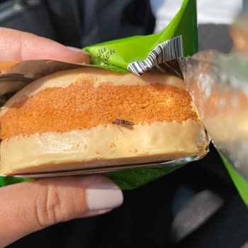 Limonlu Pop Kek Kabusu: Sinek Şoku Ve İletişimsizlik