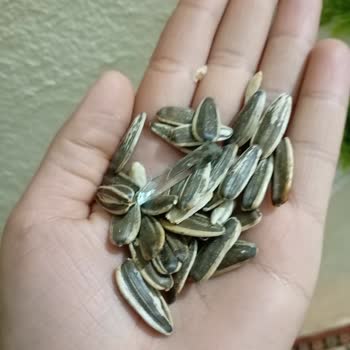 Simbat Kuruyemiş Çekirdek Paketinden Çıkan Cam Parçası Tehlikesi