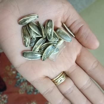 Simbat Kuruyemiş Çekirdek Paketinden Çıkan Cam Parçası Tehlikesi