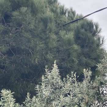 Tehlike Arz Eden Çam Ağacı İçin Yarım Kalan İşlem