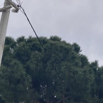 Tehlike Arz Eden Çam Ağacı İçin Yarım Kalan İşlem