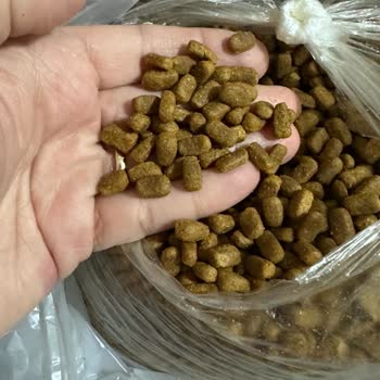 Sahte Kedi Maması Şoku