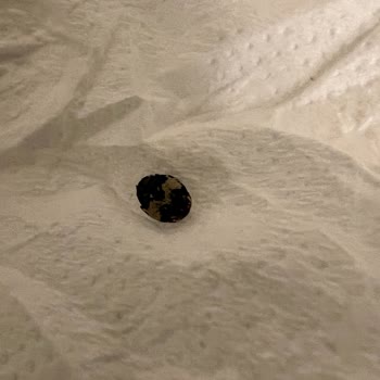 Mudo'dan Gelen Böcekli Ürün Mağduriyeti