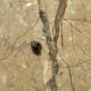 Mudo'dan Gelen Böcekli Ürün Mağduriyeti