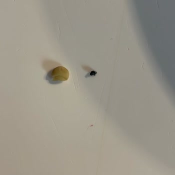 Yeşil Mercimekten Çıkan Böcekler Korkutuyor