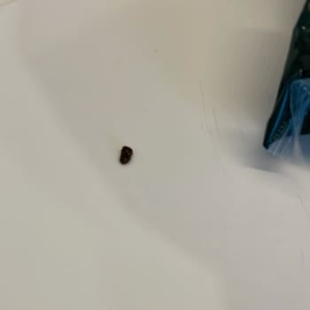 Yeşil Mercimekten Çıkan Böcekler Korkutuyor