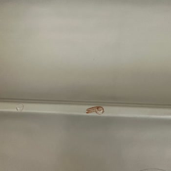 Bauhaus'tan Aldığım Bahçe Dolaplarının Sorunları!