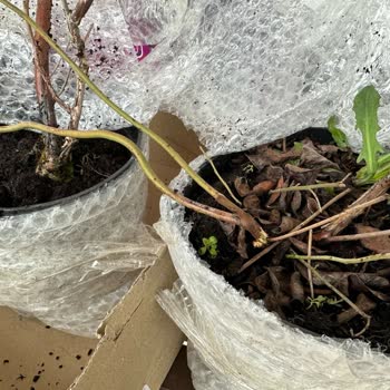 Yanıltıcı Reklam Ve Kalitesiz Fidan Gönderimi