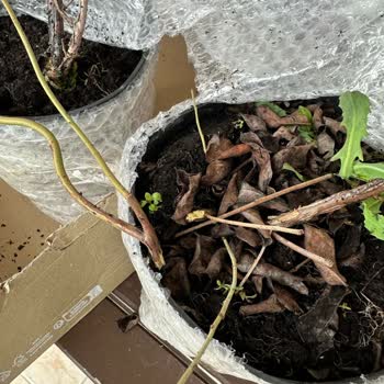 Yanıltıcı Reklam Ve Kalitesiz Fidan Gönderimi