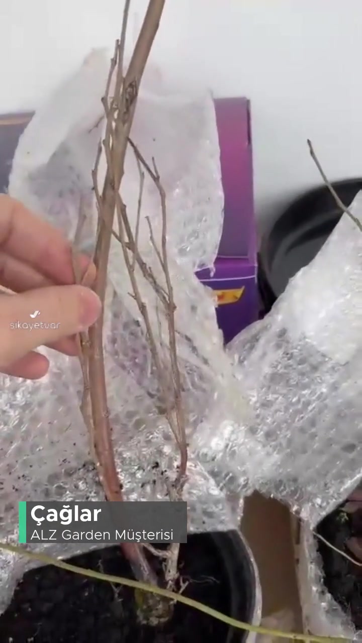 Alz Garden Yanıltıcı Reklam Ve Sağlıksız Yaban Mersini Fidanı Gönderimi! videonun kapak resmi