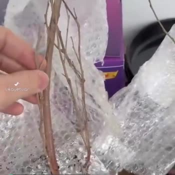 Alz Garden Yanıltıcı Reklam Ve Sağlıksız Yaban Mersini Fidanı Gönderimi!