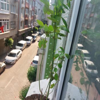 Eki aç