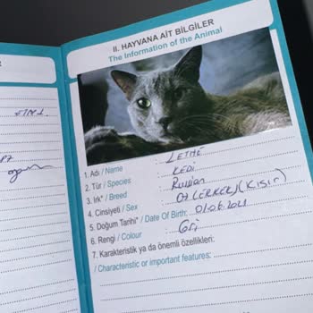 Kedim İçin Aldığım Mama Sağlık Sorunlarına Yol Açtı!