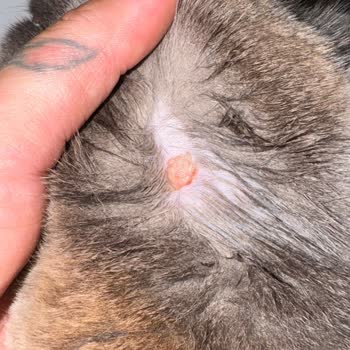 Kedim İçin Aldığım Mama Sağlık Sorunlarına Yol Açtı!