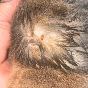 Kedim İçin Aldığım Mama Sağlık Sorunlarına Yol Açtı!