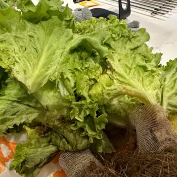 Migros Çürük Ürün Şoku: Satışta Olan Yenilemez Gıda