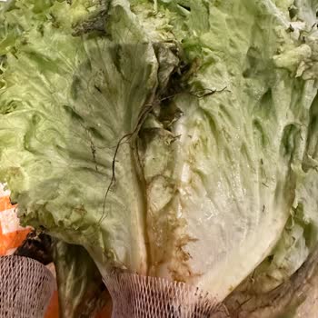 Migros Çürük Ürün Şoku: Satışta Olan Yenilemez Gıda