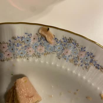 Dardanel Ton Balığı: Sağlık Tehdidi Ve Şok Edici Deneyim