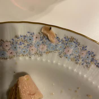 Dardanel Ton Balığı: Sağlık Tehdidi Ve Şok Edici Deneyim