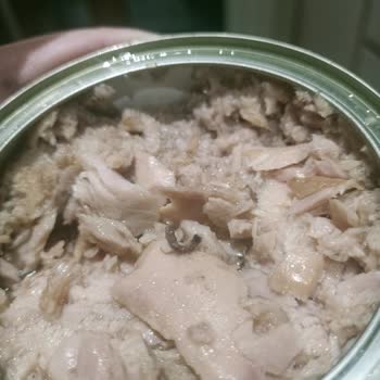 Dardanel Ton Balığı: Sağlık Tehdidi Ve Şok Edici Deneyim