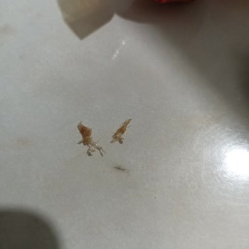 Çikolatada Plastik Madde Şoku