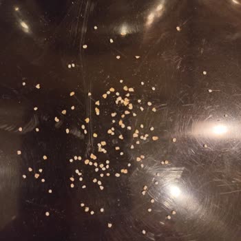 Ekmekteki Yabancı Maddeler: Piyale Unu Güvenilir Mi