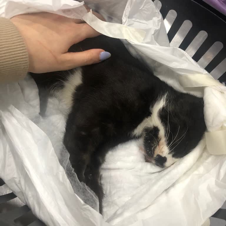 Veterinerde FIP Bulaşması Ve Hayvan Kaybı