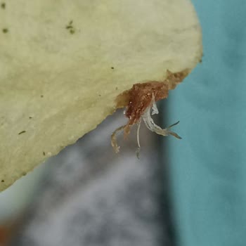 BİM Market'ten Alınan Cips Paketinde Böcek Şoku!